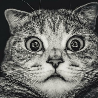 Telegram group profile photo for Осознание