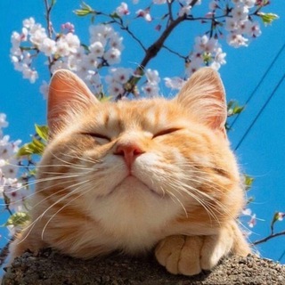 Telegram group profile photo for Галя, гля, котики🌺🌺🌺