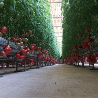 Telegram profile photo for Agro_shop_online