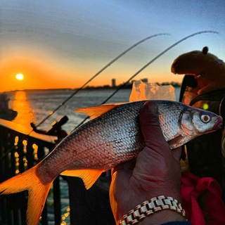 Telegram profile photo for 🐟РЫБАЛКА В РОСТОВЕ🐟