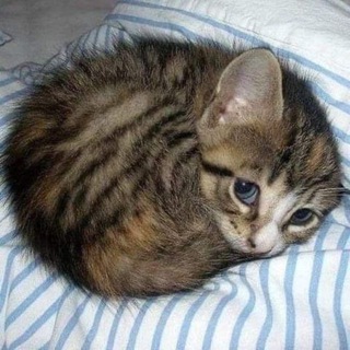 Telegram profile photo for предложка котиков на аву