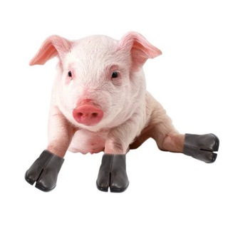 Telegram profile photo for свинья в таби