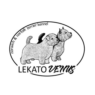 Telegram profile photo for ЛЕКАТО ВЕНУС- Норвич, Норфолк терьер