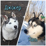 Telegram profile photo for Хасячья жизнь🐺🔵