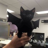 Telegram profile photo for гуга клауди