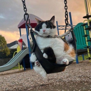Telegram profile photo for Мои блогеры 🐇