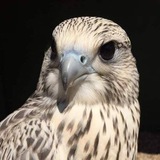 Telegram profile photo for سوريا اولا