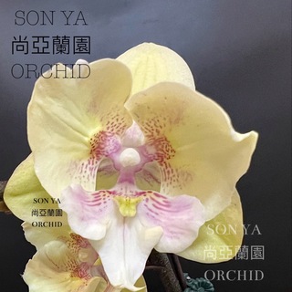 Telegram group profile photo for SON YA orchid