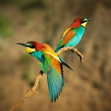 Telegram profile photo for دفترچه یادداشت