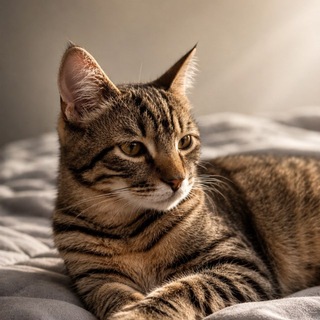 Telegram profile photo for carrnah