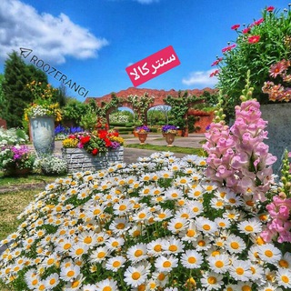 Telegram profile photo for پخش سنترکالا