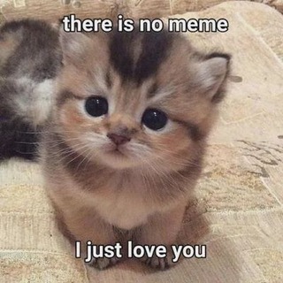 Telegram profile photo for BabyCatcoin
