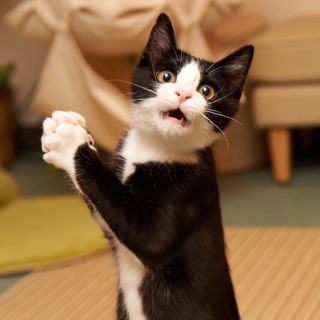 Telegram profile photo for ОП, КОТИКИ 😻 Кошки | Коты | Котята