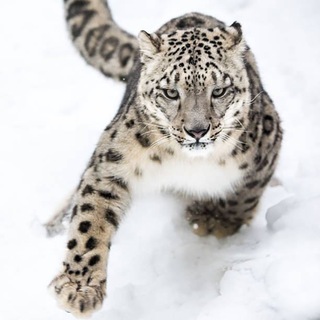 Telegram profile photo for 雪豹资讯新闻