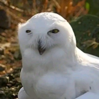 Telegram profile photo for хвохвя