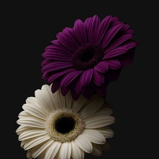 Telegram profile photo for شـغـف 🪻💜