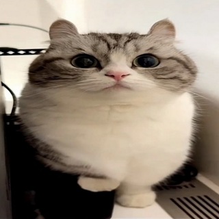 Telegram profile photo for splash.