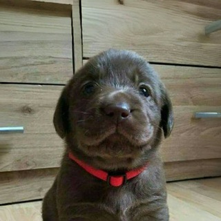 Telegram profile photo for NOAH ON SOLANA PORTAL