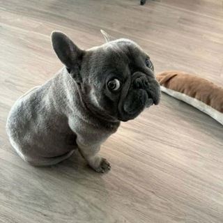 Telegram profile photo for French bulldog and Co