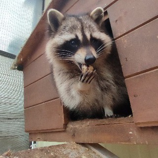 Telegram profile photo for Енот Илюша