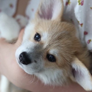 Telegram profile photo for Жизнь корги/ продажа щенки корги 🐶🦊