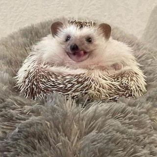 Telegram profile photo for Ядреный Ёжитто