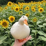 Telegram profile photo for Союз листы Нилса