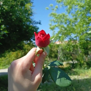 Telegram profile photo for سلطانه