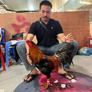 Telegram profile photo for គ្រុប ស៊ាង ហេង បក្សីចម្បាំង