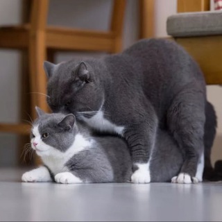 Telegram group profile photo for ❤️ Вязка кошка 🐈⬛️