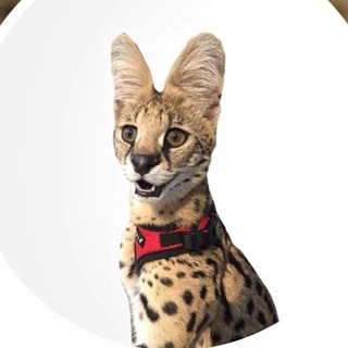 Telegram profile photo for @Savana_shanti