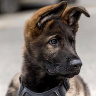 Telegram profile photo for Скоро собака