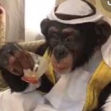 Telegram profile photo for Halal Calls