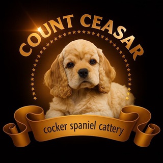 Telegram profile photo for Питомник американский кокер спаниель Count Ceasar