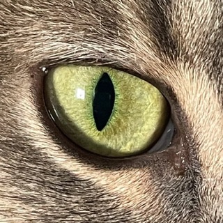 Telegram profile photo for В полной темноте. Феня и Тина