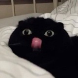 Telegram profile photo for shed_tea (пролитый чай)