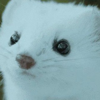 Telegram profile photo for Комьюнити Вэйна