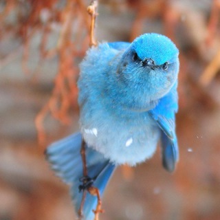Telegram profile photo for twitter curated