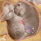 Telegram profile photo for Happy Pills.