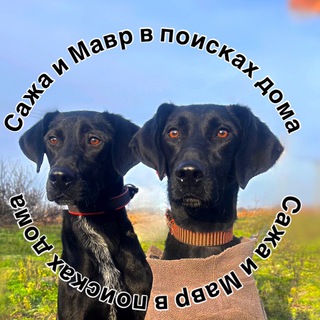 Telegram profile photo for Сажа и Мавр в поисках дома