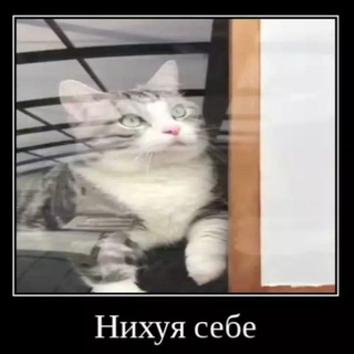 Telegram profile photo for ебатель окна
