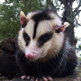 Telegram profile photo for Переводовай @ преподи