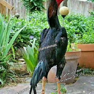 Telegram profile photo for شیپور لاری