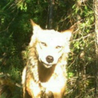 Telegram profile photo for Ньюсрум