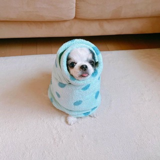 Telegram profile photo for Шимэй снова что-то шьет..