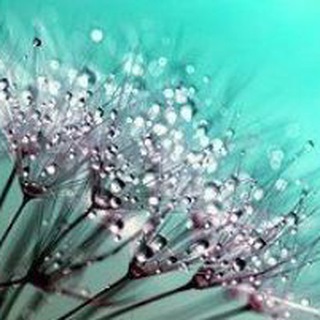 Telegram profile photo for NATURE SECRETS ACADEMY
