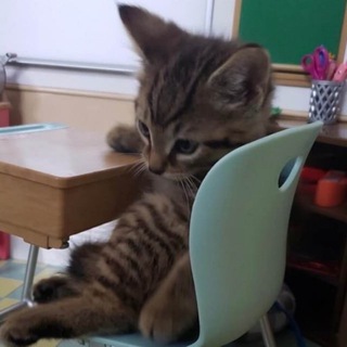 Telegram profile photo for Class Cat Portal