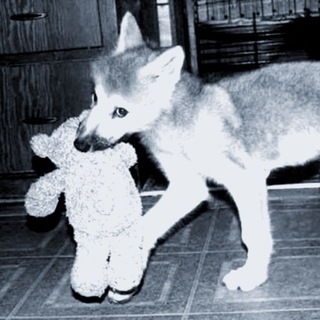 Telegram profile photo for Info rabbit.