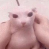Telegram profile photo for Мумунязник