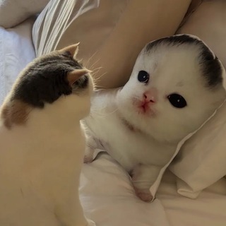 Telegram profile photo for ЭКСТРИМАЛЬНЫЙ РАШН ФАНДОМ ФОР ЩИТПОСТ КОМПОТА ГЕРЛКУЛЬТОВИЧА